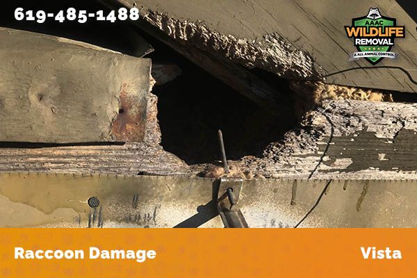 damage to roofline caused by raccoon in Vista