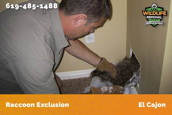 Racoon Removal El Cajon