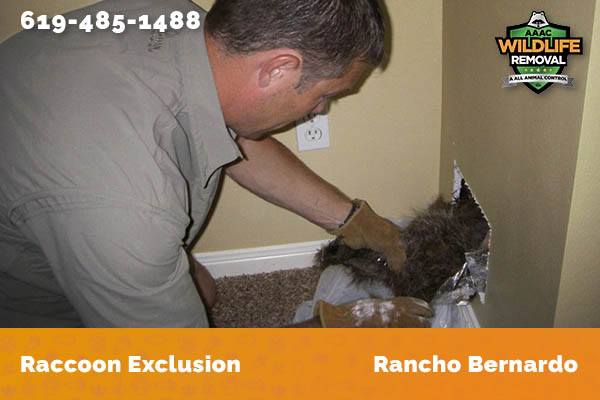 Racoon Removal Rancho Bernardo