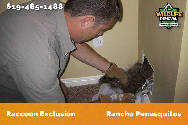 Racoon Removal Rancho Penasquitos