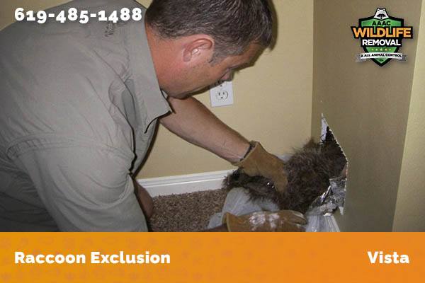 Racoon Removal Vista