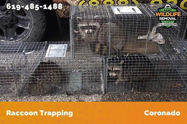Racoon Removal Coronado