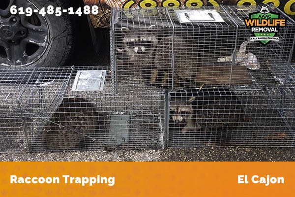 Racoon Removal El Cajon