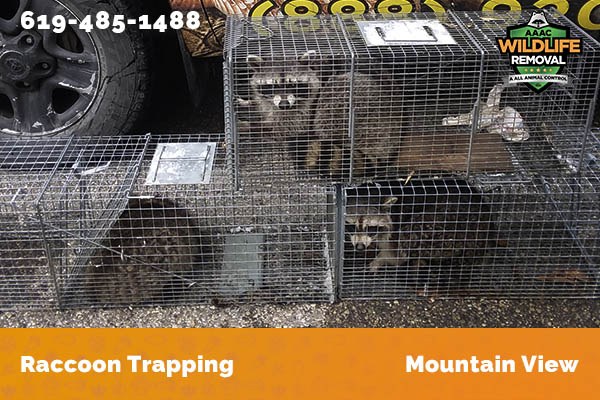 Racoon Removal Mountain View