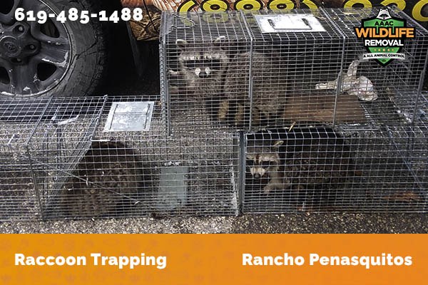 Racoon Removal Rancho Penasquitos