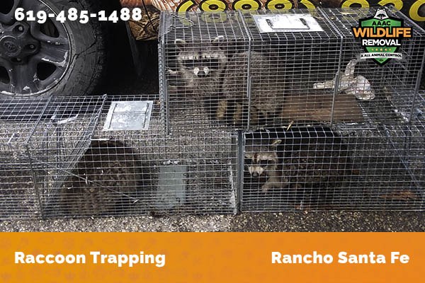 Racoon Removal Rancho Santa Fe