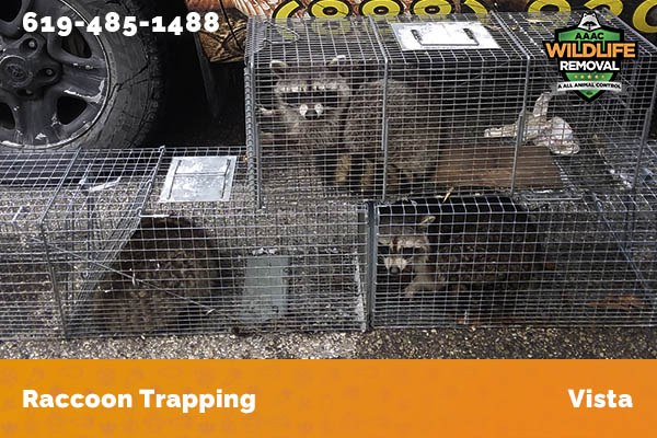 Racoon Removal Vista