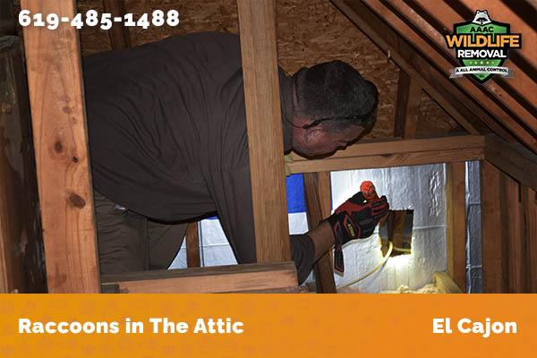 Racoon in the attic in El Cajon