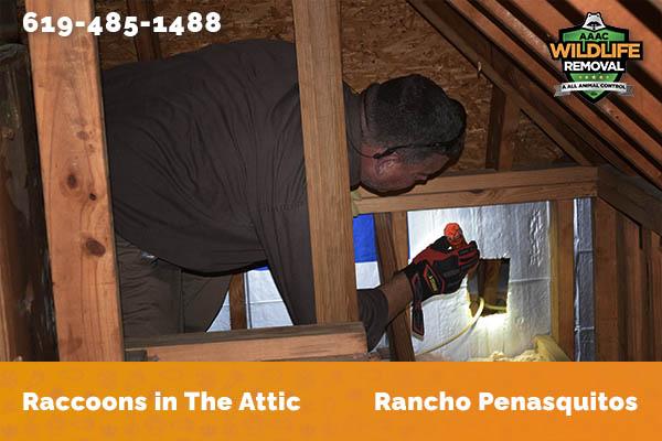 Racoon in the attic in Rancho Penasquitos