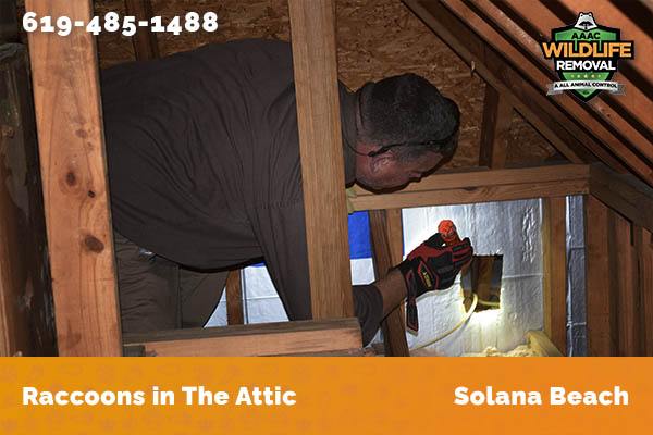 Racoon in the attic in Solana Beach