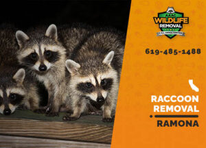 Raccoon Removal Ramona