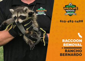 Raccoon Removal Rancho Bernardo