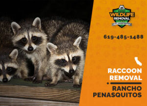 Raccoon Removal Rancho Penasquitos