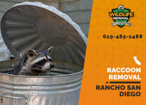 Raccoon Removal Rancho San Diego