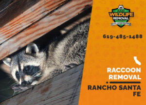 Raccoon Removal Rancho Santa Fe