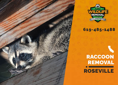 Raccoon Removal Roseville