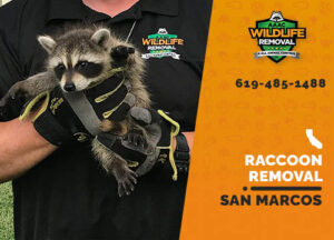 Raccoon Removal San Marcos