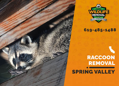 Raccoon Removal Spring Valley